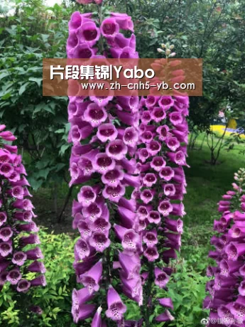 片段集锦|Yabo(图3) 亚博官网